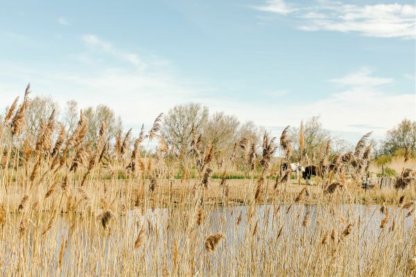 Immersion Camarguaise